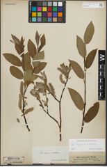 Foto von Salix lapponum L. x Salix silesiaca Willd.